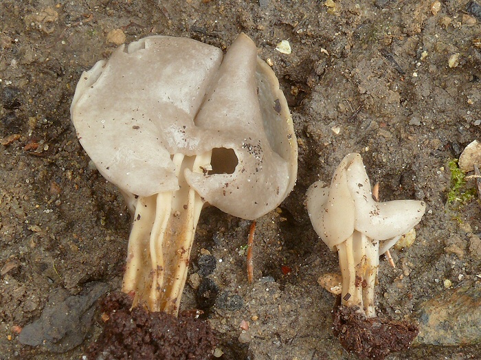 HelvellaSulcata